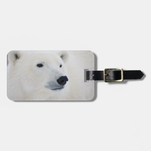 Polar Bear Churchill Gepäckanhänger (Vorderseite horizontal)