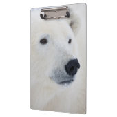 Polar Bear Churchill Klemmbrett (Links)