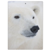 Polar Bear Churchill Klemmbrett (Rückseite)