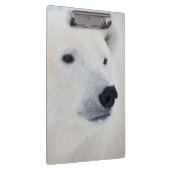 Polar Bear Churchill Klemmbrett (Rechts)