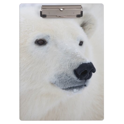 Polar Bear Churchill Klemmbrett (Vorderseite)
