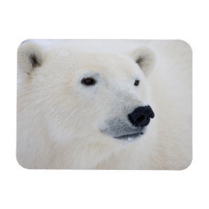 Polar Bear Churchill Magnet