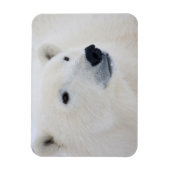 Polar Bear Churchill Magnet (Vertikal)