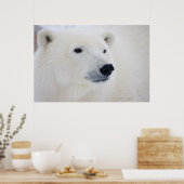 Polar Bear Churchill Poster (Küche)