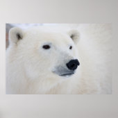 Polar Bear Churchill Poster (Vorne)