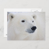Polar Bear Churchill Postkarte (Vorne/Hinten)