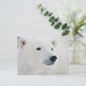 Polar Bear Churchill Postkarte (Stehend Vorderseite)