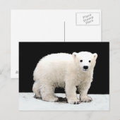 Polar Bear Cub Painting - Original Wildlife Art Postkarte (Vorne/Hinten)