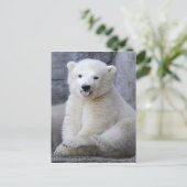 Polar Bear Cub Postkarte (Stehend Vorderseite)