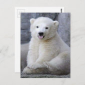 Polar Bear Cub Postkarte (Vorne/Hinten)