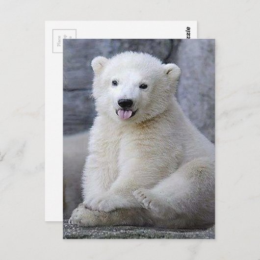 Polar Bear Cub Postkarte (Vorne/Hinten)