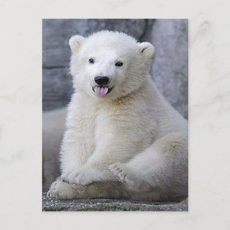 Polar Bear Cub Postkarte