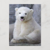 Polar Bear Cub Postkarte (Vorderseite)
