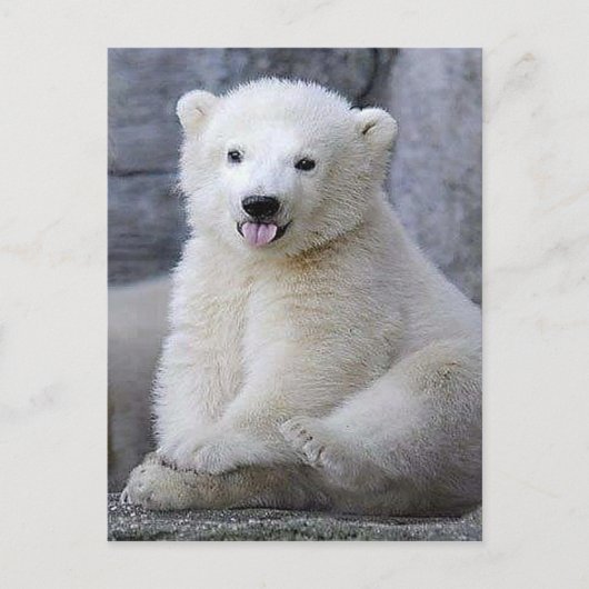 Polar Bear Cub Postkarte (Vorderseite)