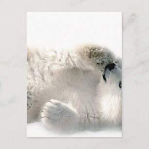 Polar Bear Cube Süße Tier Arktis gefroren Winter Postkarte