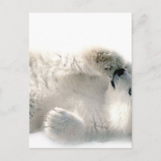 Polar Bear Cube Süße Tier Arktis gefroren Winter Postkarte (Vorderseite)