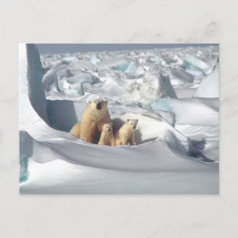 Polar Bear Cubs Snow Foto Postkarte