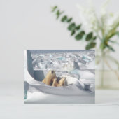 Polar Bear Cubs Snow Foto Postkarte (Stehend Vorderseite)