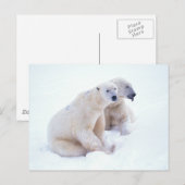 Polar Bear Duo Postkarte (Vorne/Hinten)