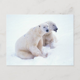 Polar Bear Duo Postkarte