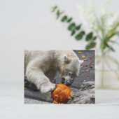 Polar Bear Ess a Pumpkin Postkarte (Stehend Vorderseite)