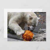 Polar Bear Ess a Pumpkin Postkarte (Vorne/Hinten)