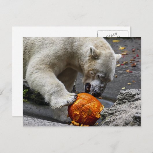 Polar Bear Ess a Pumpkin Postkarte (Vorne/Hinten)