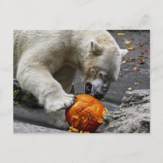 Polar Bear Ess a Pumpkin Postkarte