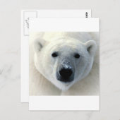 Polar Bear Face Postkarte (Vorne/Hinten)