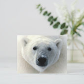 Polar Bear Face Postkarte (Stehend Vorderseite)