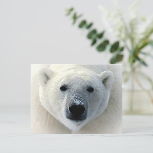 Polar Bear Face Postkarte (Stehend Vorderseite)