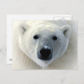 Polar Bear Face Postkarte (Vorne/Hinten)