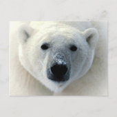 Polar Bear Face Postkarte (Vorderseite)