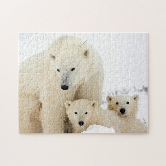 Polar Bear Family, Jigsaw Puzzle (Horizontal)