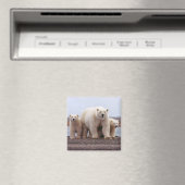 Polar Bear Family Magnet (In Situ (Geschirrspüler))