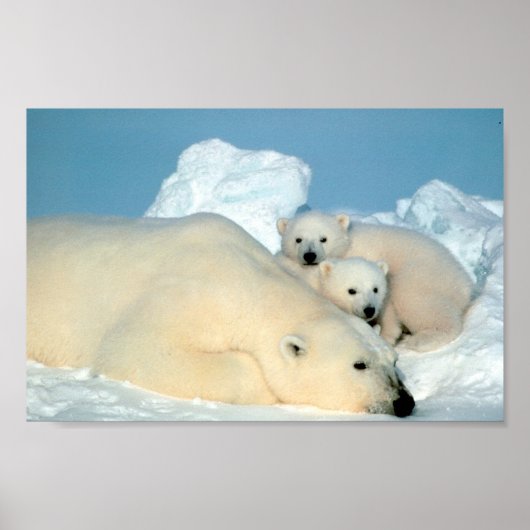 Polar Bear Family Poster (Vorne)