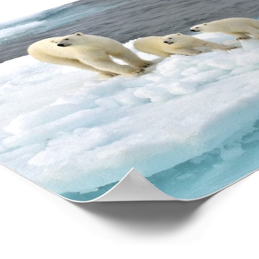 Polar Bear Family Poster (Ecke)