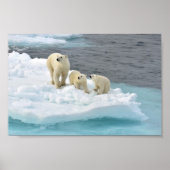 Polar Bear Family Poster (Vorne)