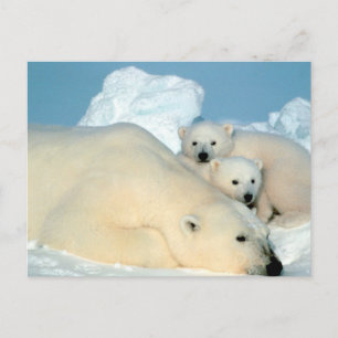 Polar Bear Family Postkarte