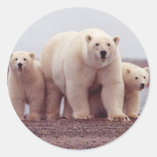 Polar Bear Family Runder Aufkleber