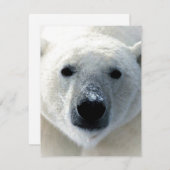 Polar Bear Flat Card (Vorne/Hinten)