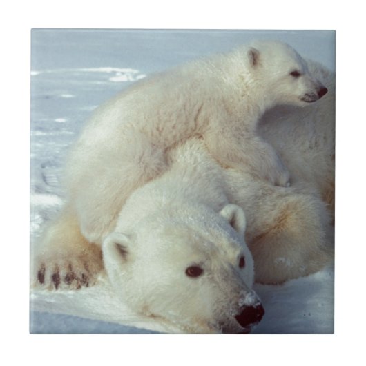 Polar Bear Fliese (Vorderseite)