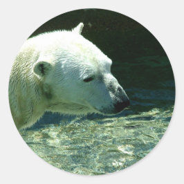 Polar Bear Foto Runder Aufkleber