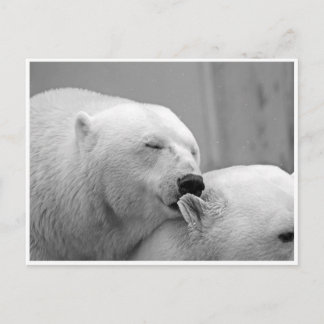 Polar Bear Friends Postcard Postkarte
