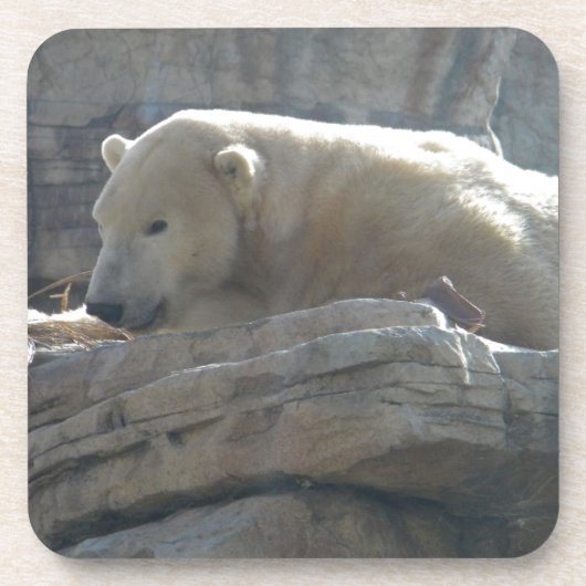 Polar Bear Getränkeuntersetzer (Vorderseite)