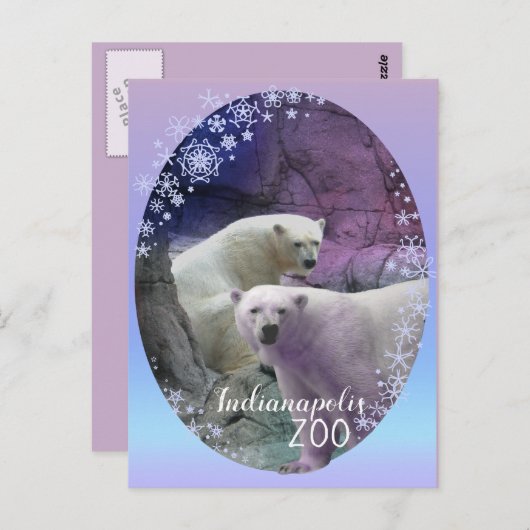 Polar Bear Indy Zoo Postkarte (Vorne/Hinten)