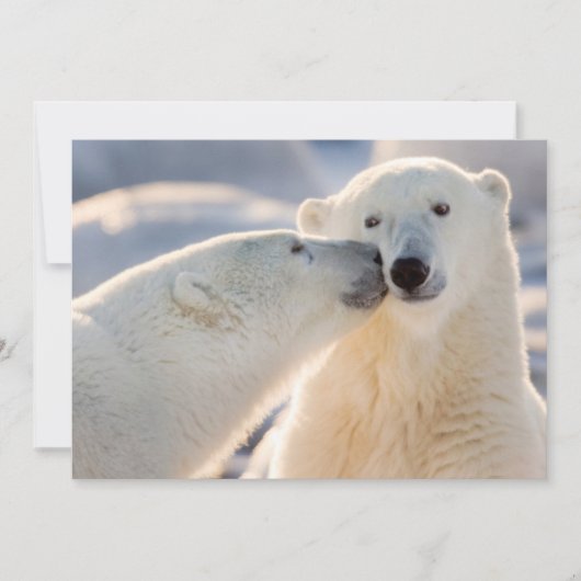 Polar Bear Kiss Feiertagskarte (Vorderseite)