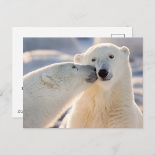 Polar Bear Kiss Feiertagspostkarte (Vorne/Hinten)