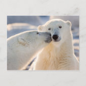 Polar Bear Kiss Feiertagspostkarte (Vorderseite)