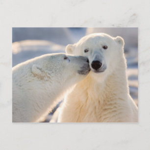 Polar Bear Kiss Feiertagspostkarte